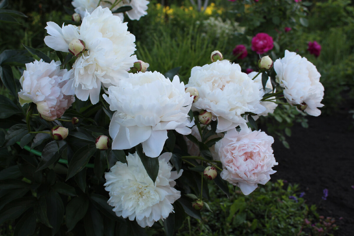 Хотя лето закончилось совсем недавно, а уже хочется просматривать летние фото цветущего сада. Пионы как всегда хороши!