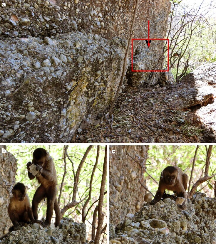 Капуцины колют камни. На верхнем изображении красным выделен выступ в скале, где сделаны нижние изображения. Фото: из статьи Proffitt et al., 2016