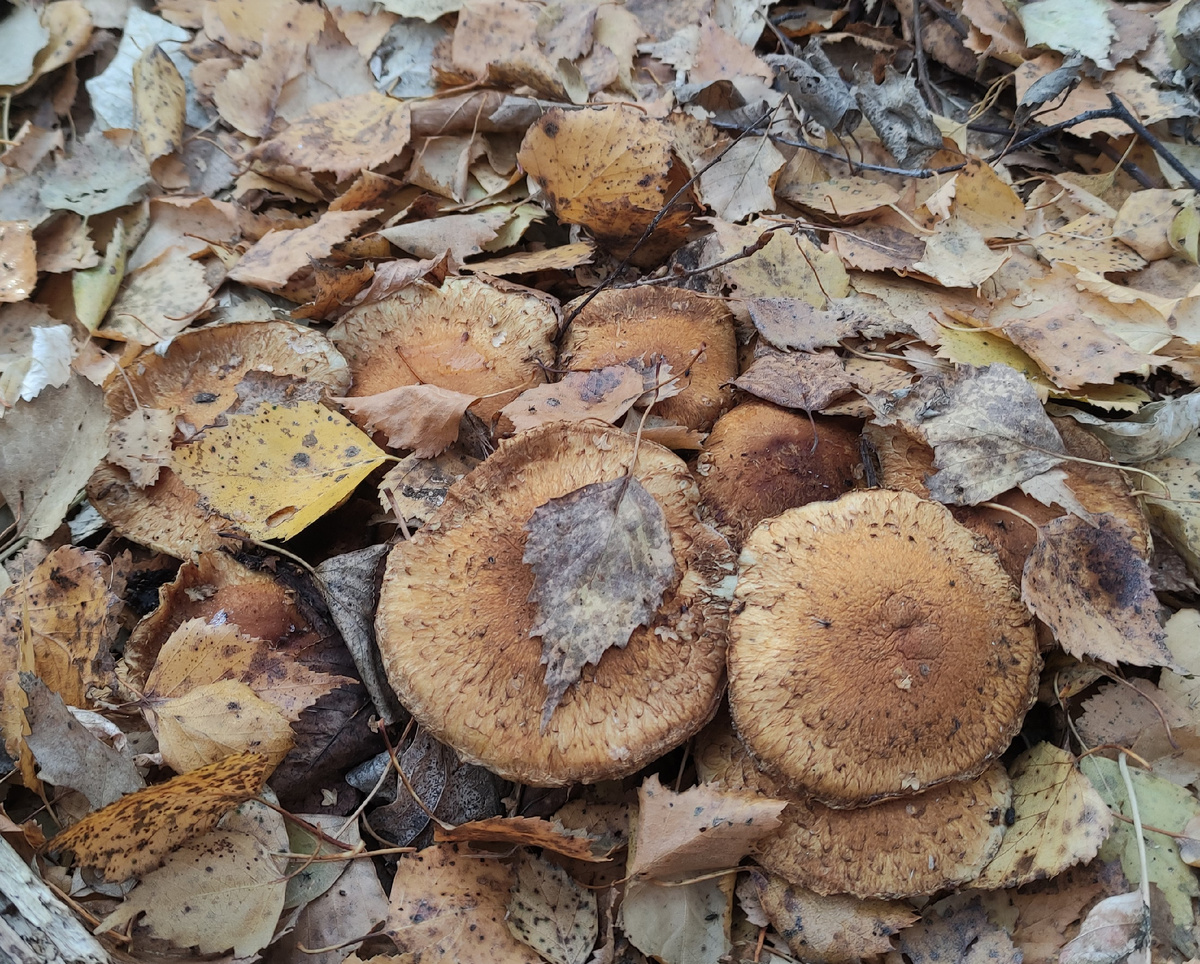 Чешуйчатки доживают своё