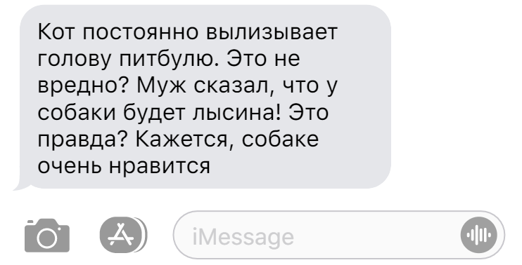 12 причин, по которым кошка лижет лицо и руки хозяина