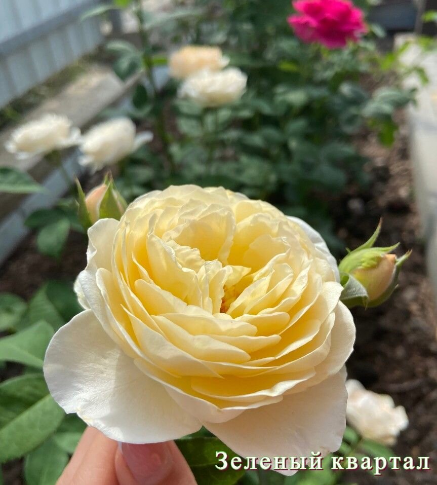 Фото автора. Чайно-гибридная роза сорт Джульетта.