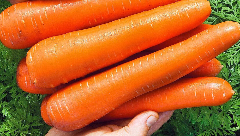 Морковь гибриды. Гибридные сорта Марковы. Самые вкусные сорта моркови для средней полосы. Гибрид картофеля и моркови. Гибрид моркови и петрушки.
