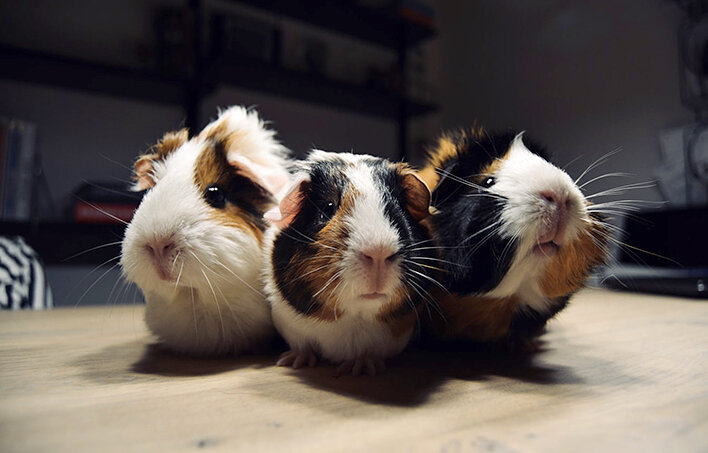 Морские свинки не могут синтезировать витамин С и часто страдают от его дефицита