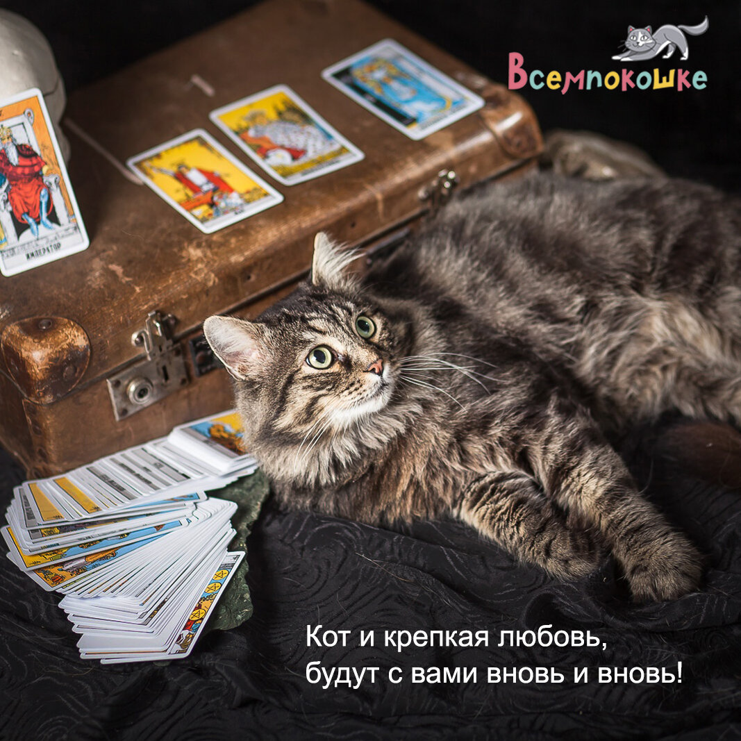 Котики муниципального приюта предсказывают..🐾🕯 | Всемпокошке | Дзен