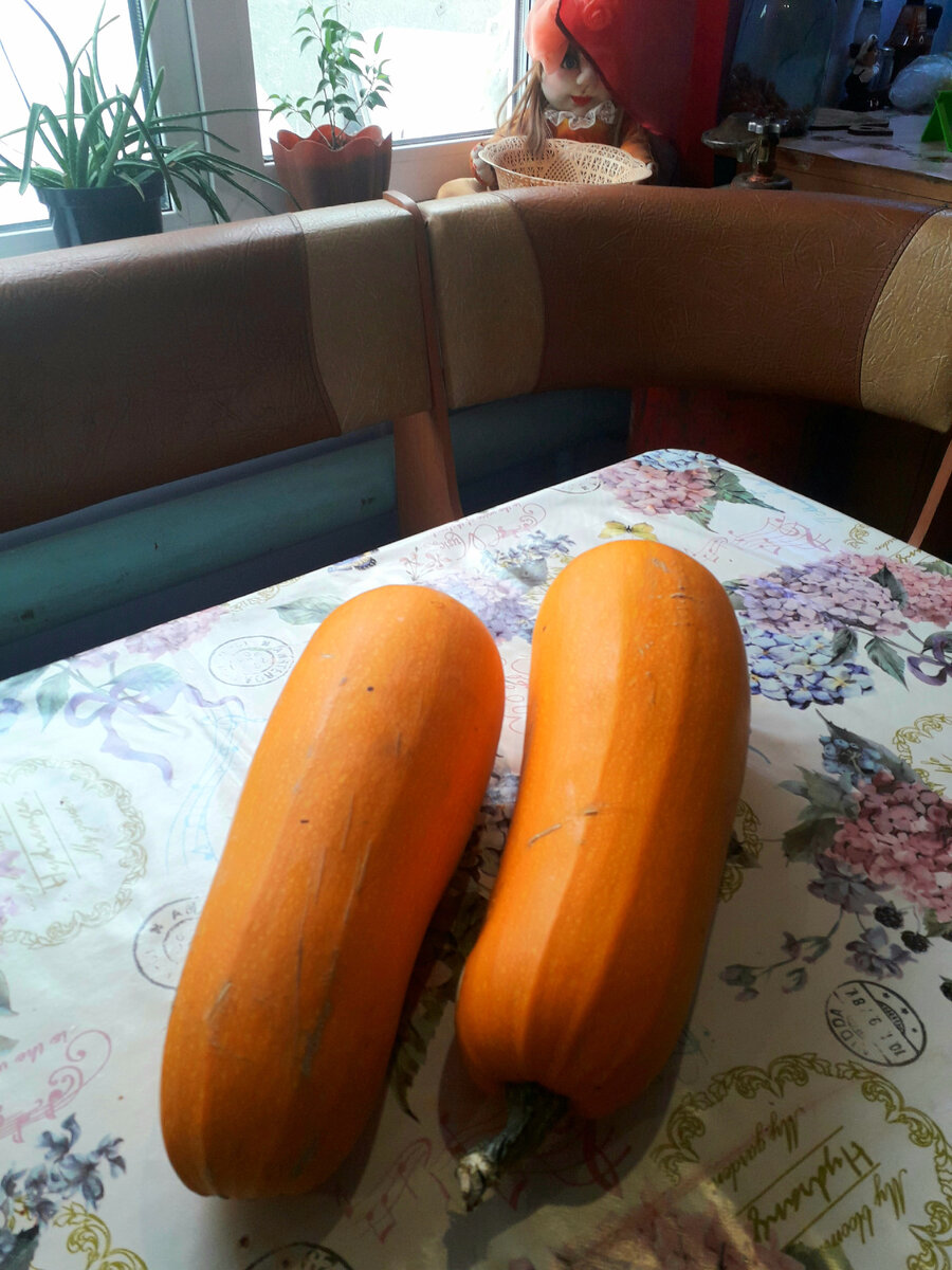 Очень хочется зимой лета,а так как у нас есть свой огород,решили испечь оладьи из кабачков