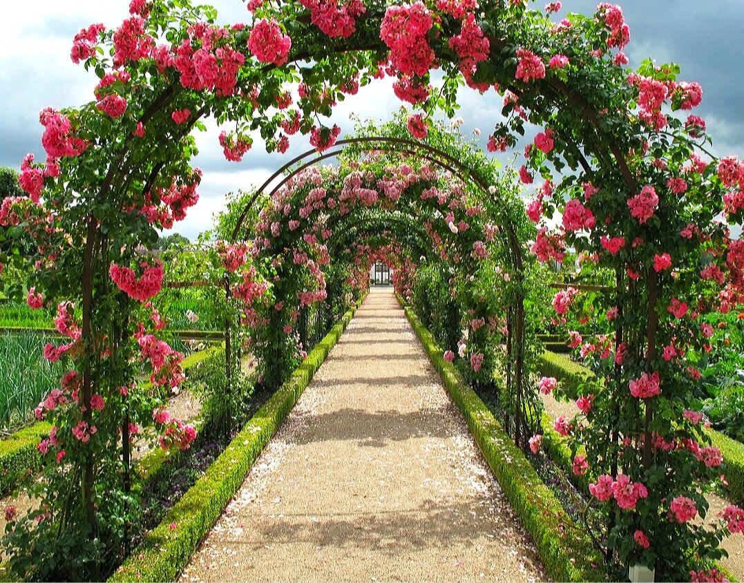 Дорога цветов.