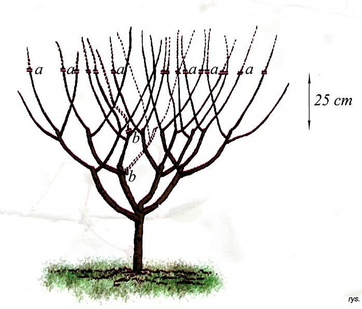 Обрезка вишни. Формировка кроны черешни испанский куст. Черешня формировка испанский куст схема. Формировка кроны черешни. Обрезка черешни схема.