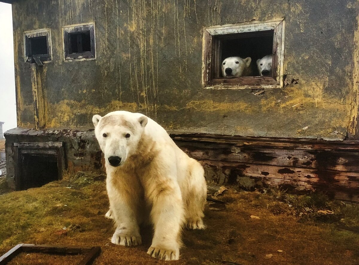 деревня медведь фото