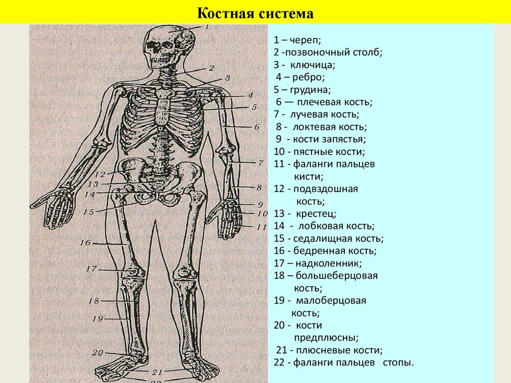 Костная система выполняет в организме функцию. Система органов костная система. Строение костной системы. Костная система человека анатомия. Структура костной системы человека.