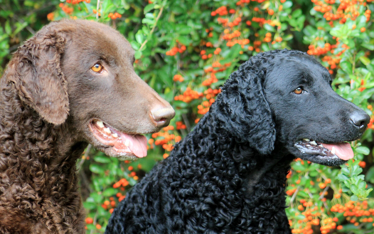 Кучерявые охотники (Фото: https://www.flickr.com/photos/rwophotography/11767261806/)