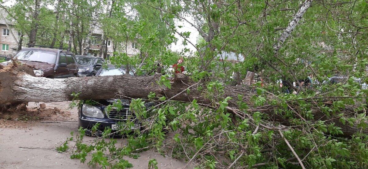 Распил упавшего дерева. Ураган в Нижнем Новгороде. Ураган Нижегородская область 2010г. Поваленное дерево.