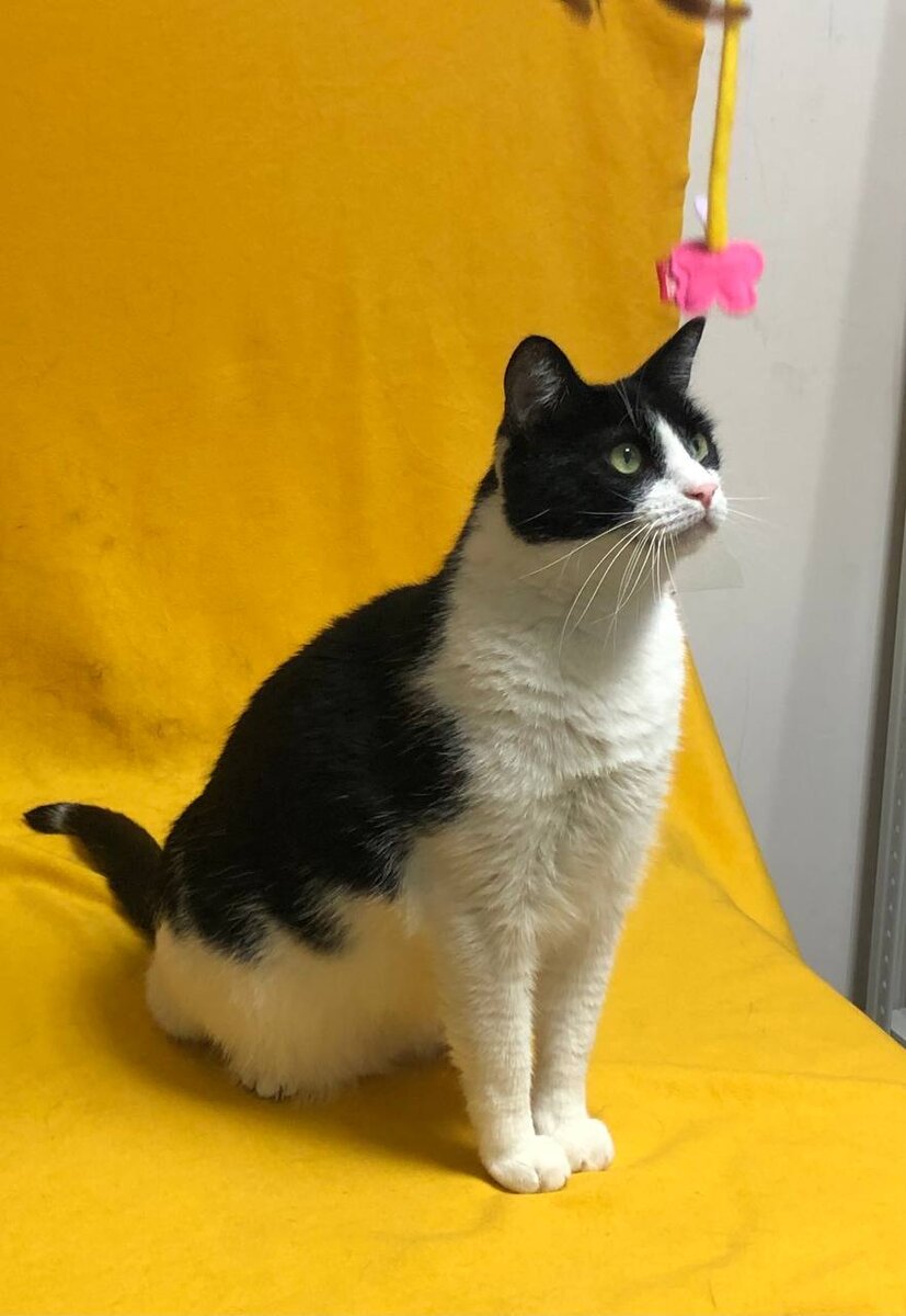 Большой монохромный котик 