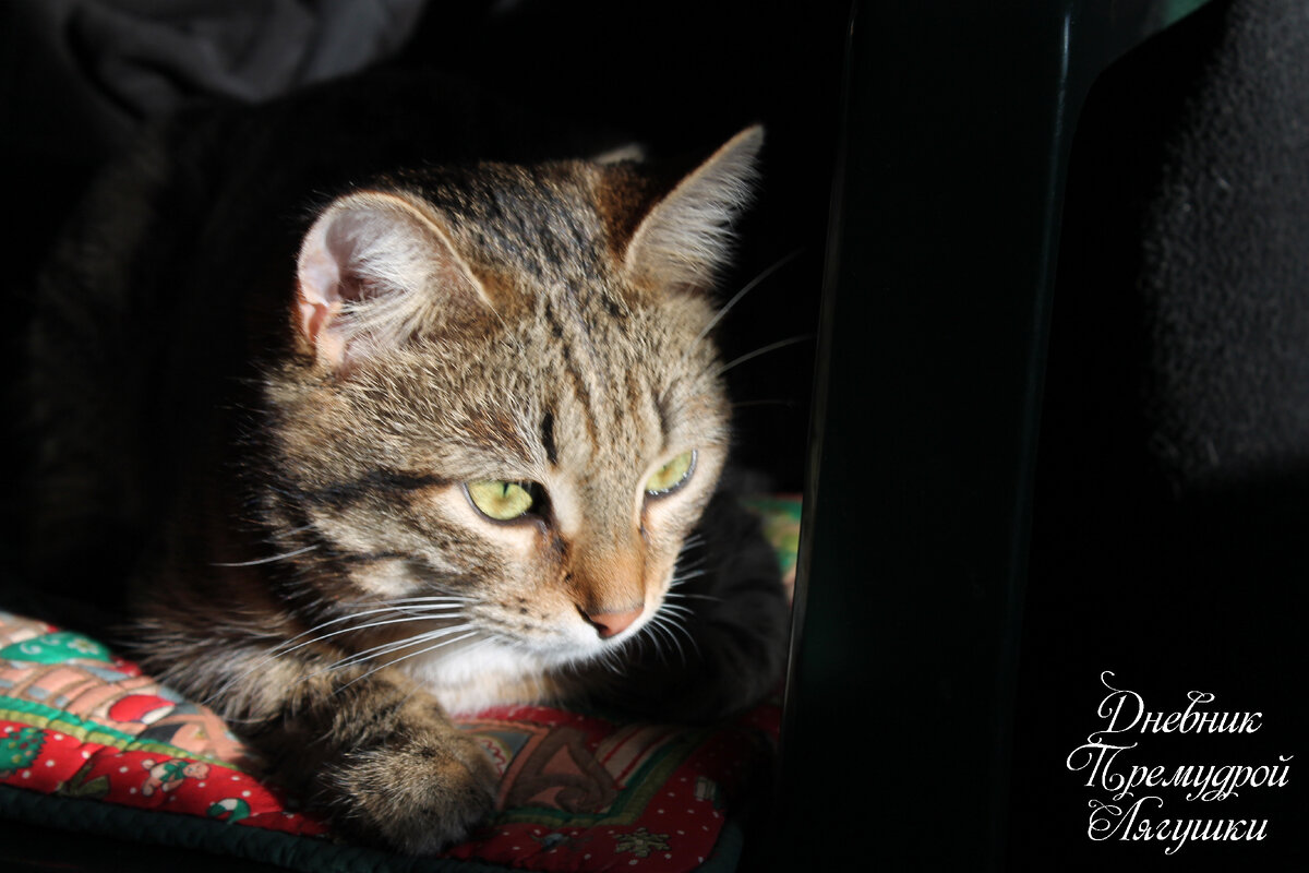 Мурзик. Кот и фото автора