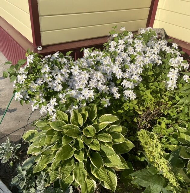 Малый миксбордер