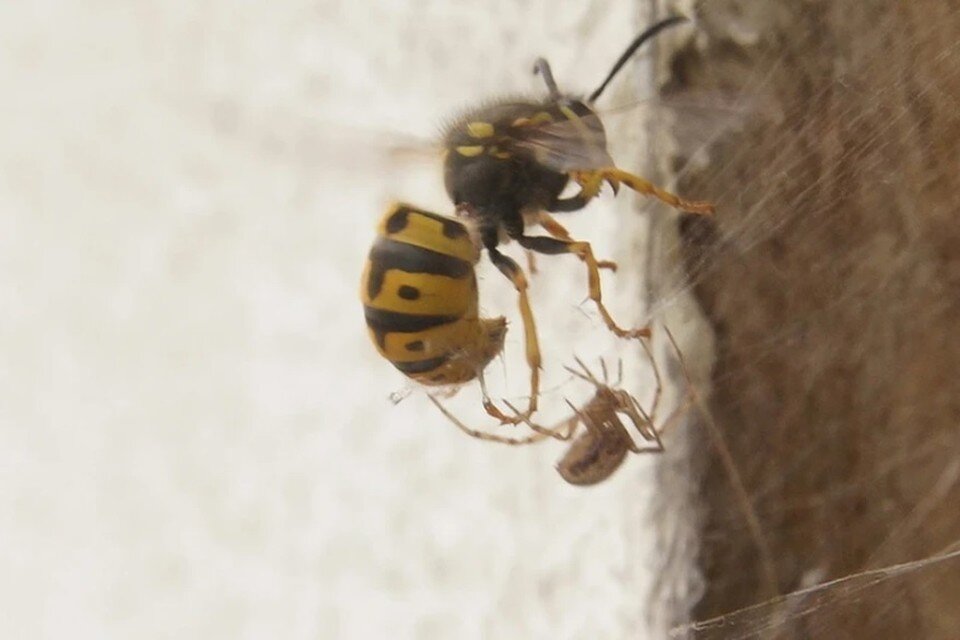    Конкретной связи гибели мужчины с укусом осы эксперты не нашли Павел МИЦКЕВИЧ