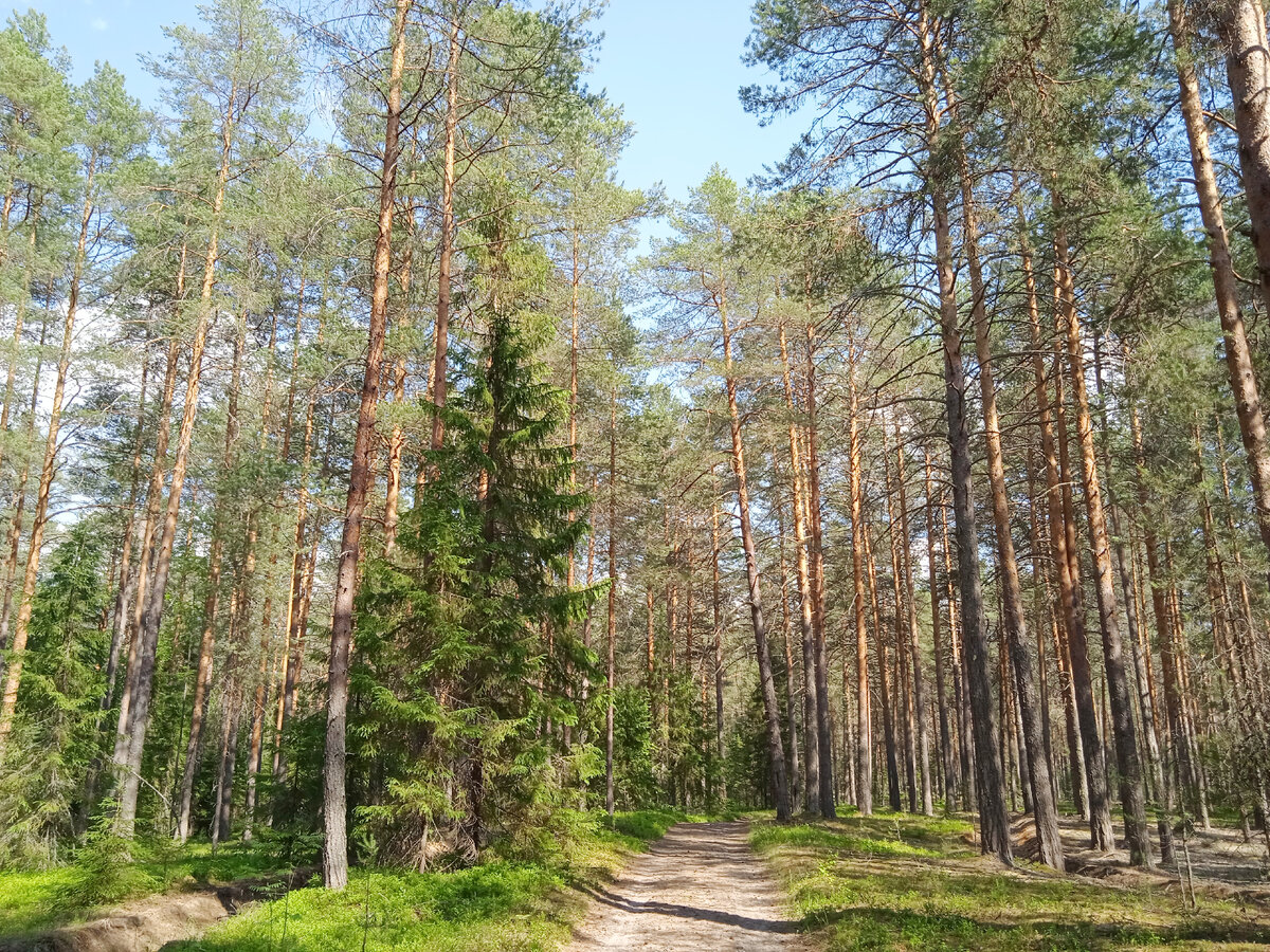 Фото автора, 20 июня 2021г.