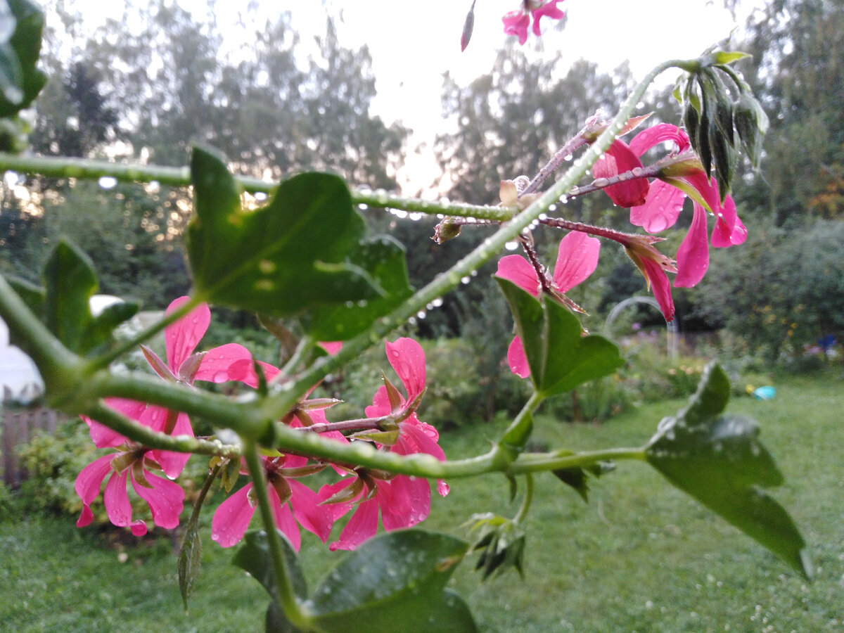 В подвесном кашпо на крыльце одна половина цветов в каплях, вторая - сухая