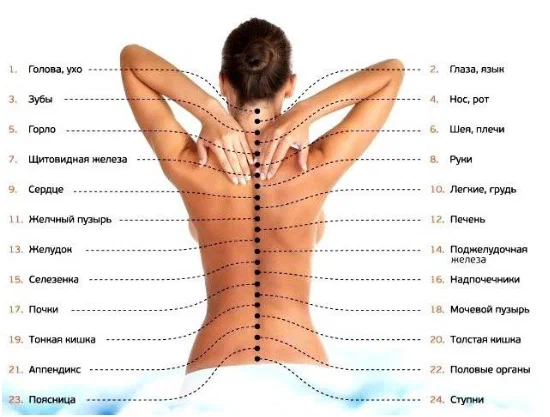 Иллюстрация из статьи: "Что нужно знать о позвоночнике?"