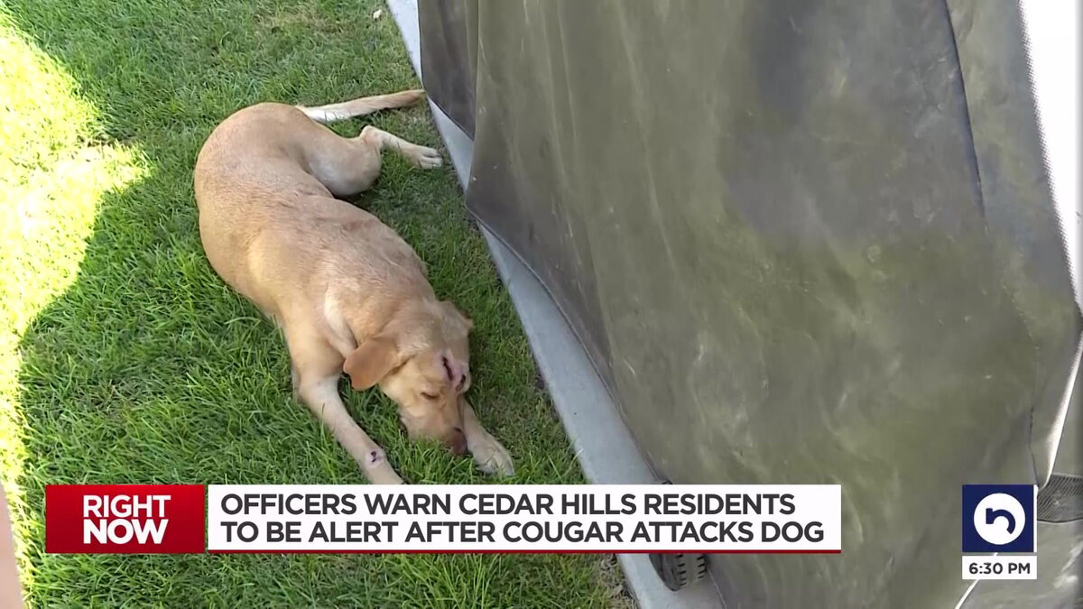 О собаке даже в новостях показывали. Источник фото: https://www.bayleafbr.com/xtlcok/qkxngi-c.html