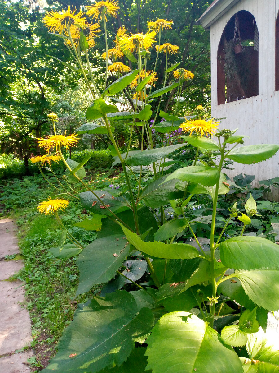 Девясилу нравится такая погода. Выше человеческого роста.