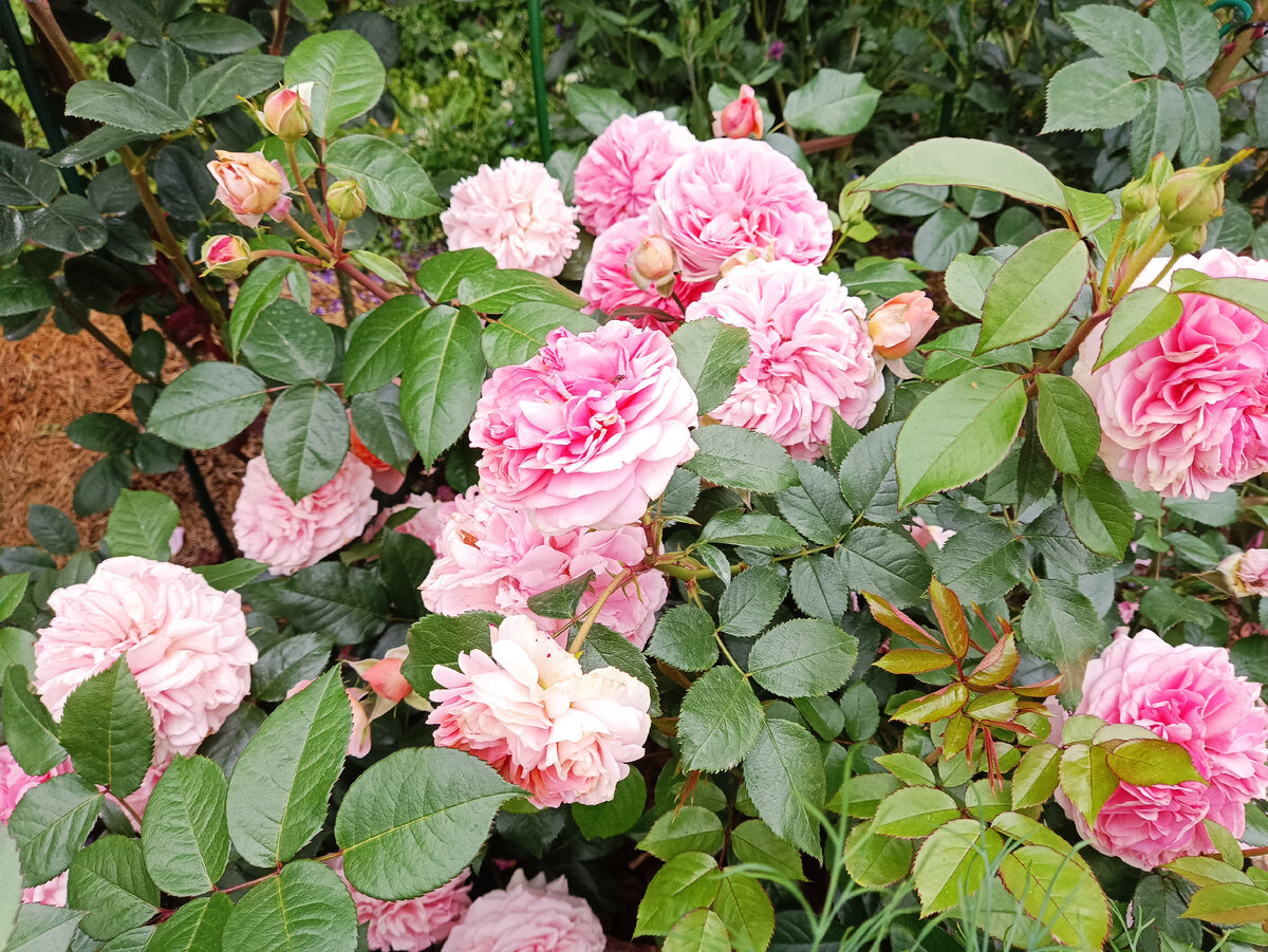 Чиппендейл, 2023