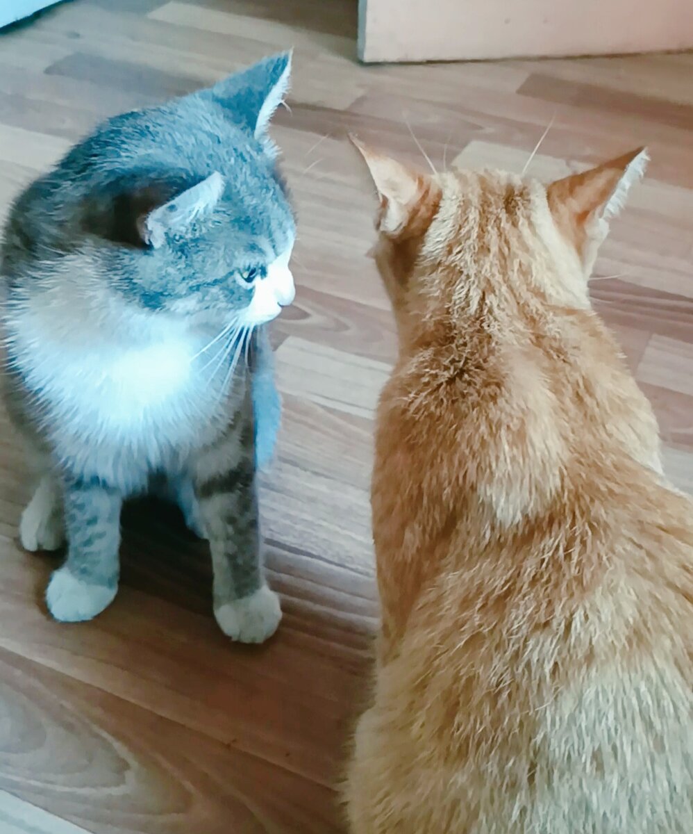 Соня и Рыжуня выясняют отношения