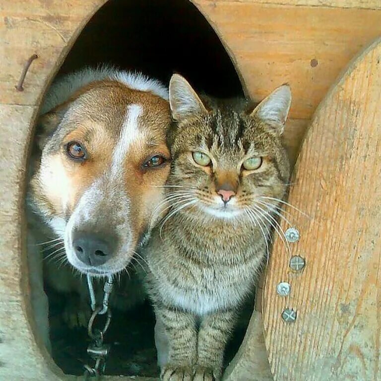 Кот и пес самара. Кошки и собаки. Дружба кота и собаки. Собака с кошкой дружат. Кошка и собака друзья.