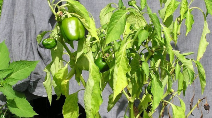 Заболевший перец