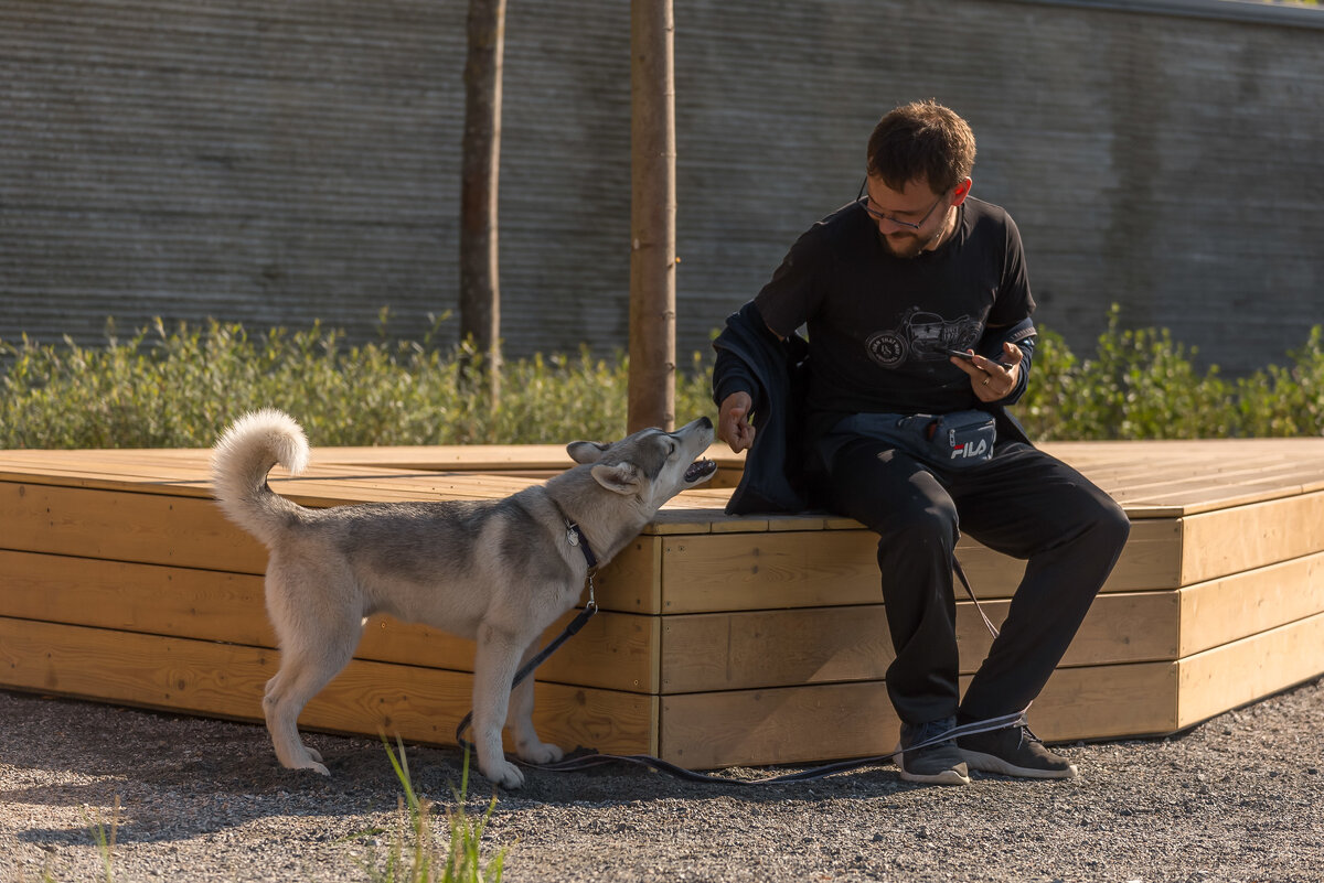 Чтобы хозяин и любимый член семьи вдоволь набегались, в Тюмени можно дойти до набережной