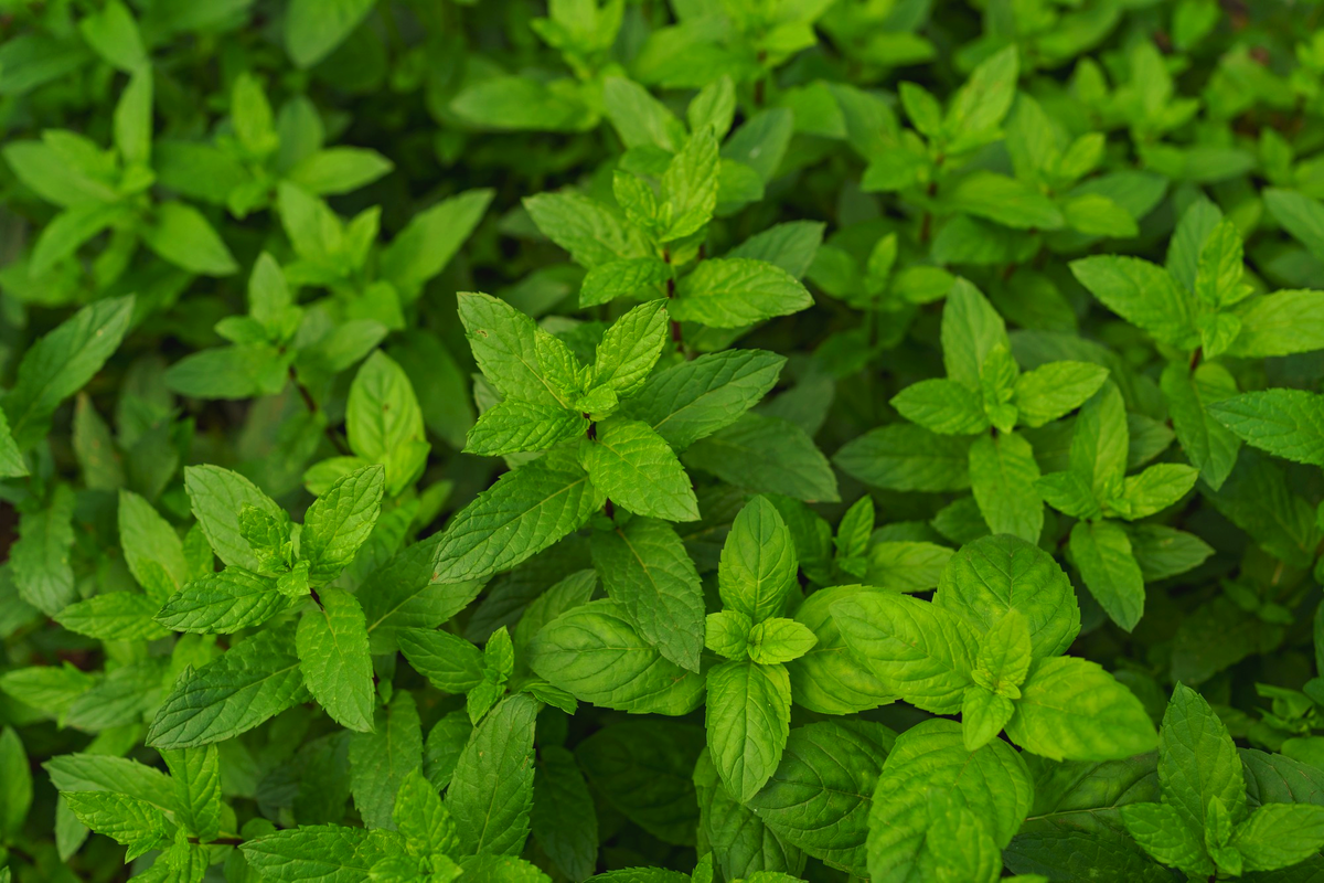  <a href="https://ru.freepik.com/free-photo/fresh-organic-mint-in-the-garden_11176094.htm#query=%D0%BC%D0%B5%D0%BB%D0%B8%D1%81%D1%81%D0%B0&position=5&from_view=keyword&track=sph">Изображение от ArthurHidden</a> на Freepik