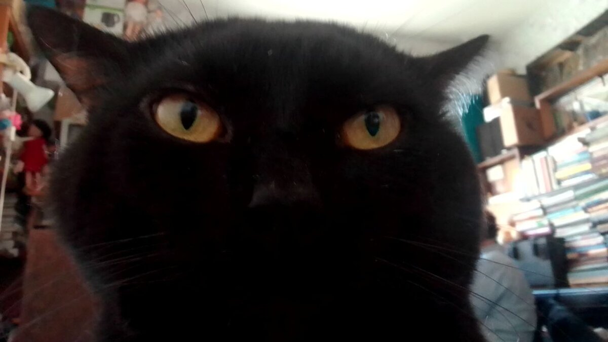 Это наш кот Барсук, потому что неопубликованных фоток кота без лапки