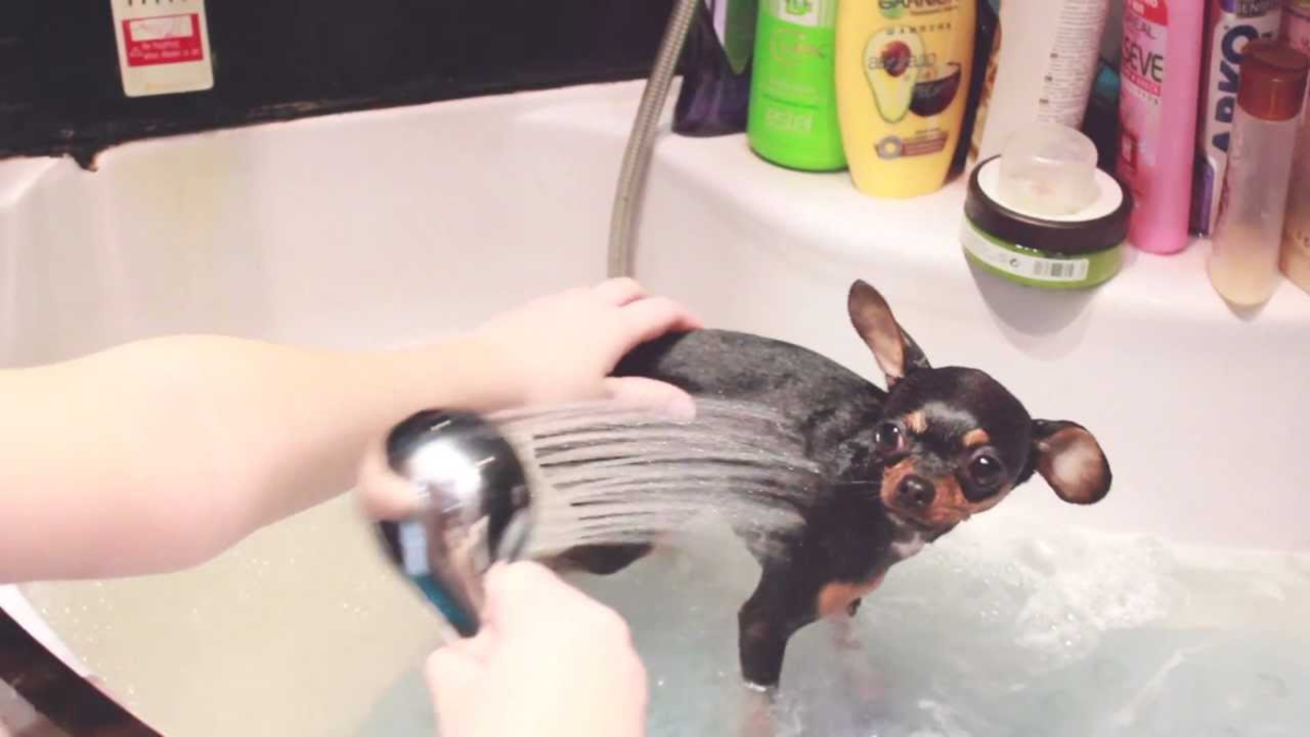 Той терьер мини: порода, уход и содержание собаки - полезные советы и информация