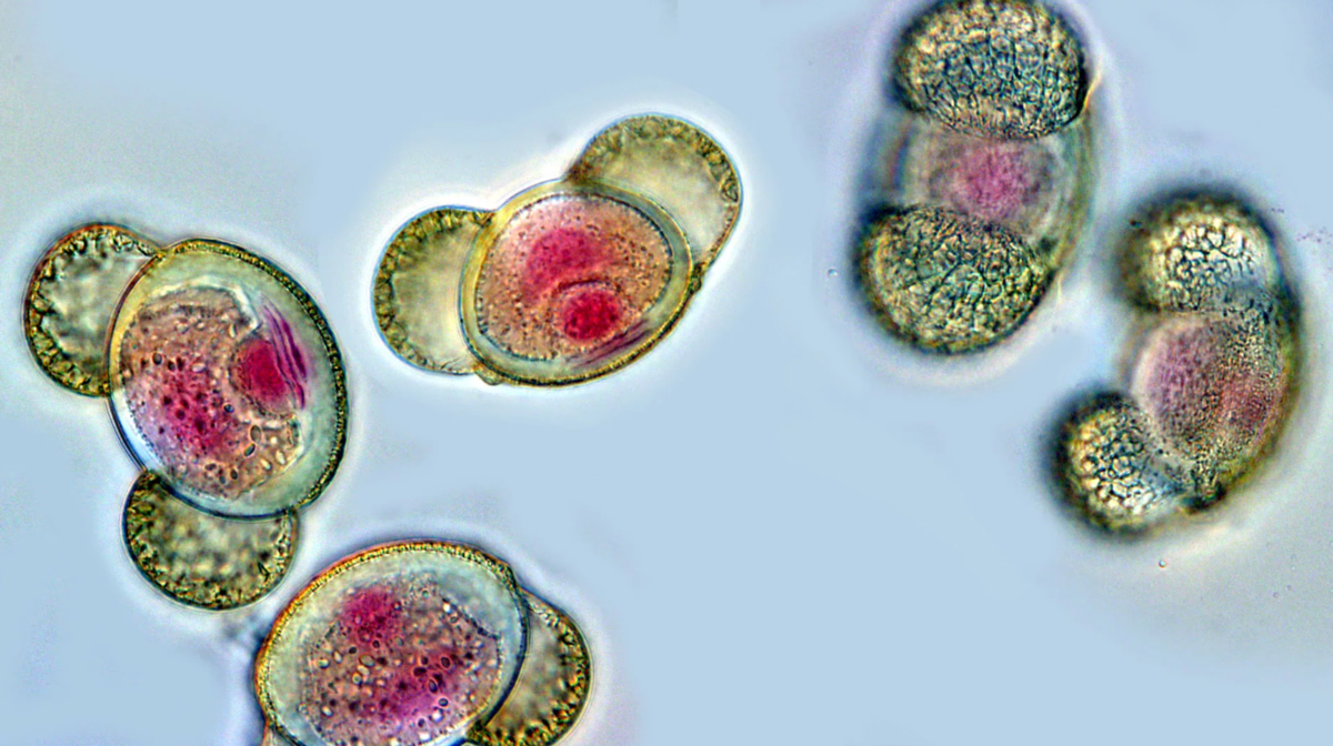 Пыльца сосны под микроскопом