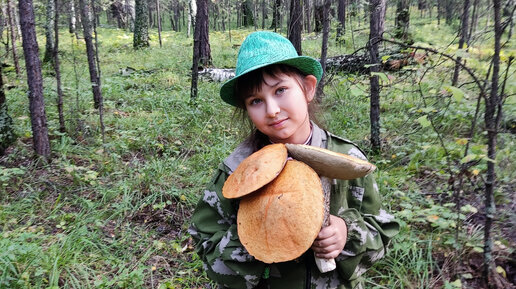 Полный лес подосиновиков. Чебаркульский район. 02.09.2023г.