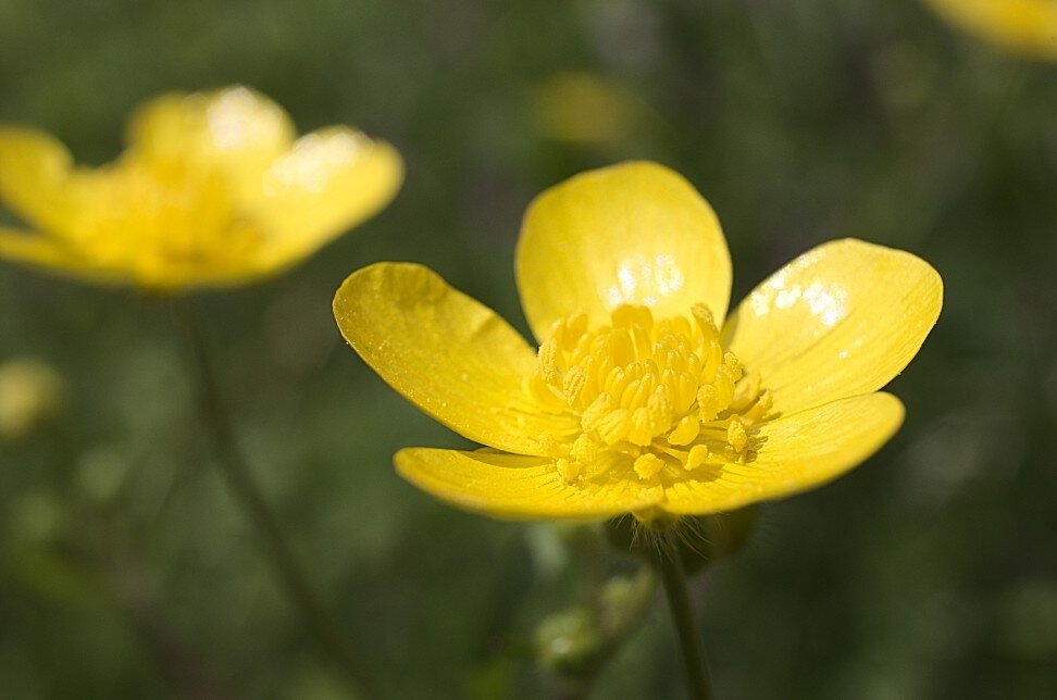 Почему Лютик на английском Buttercup