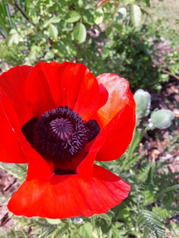  
*мак мой, речь не о нем...
