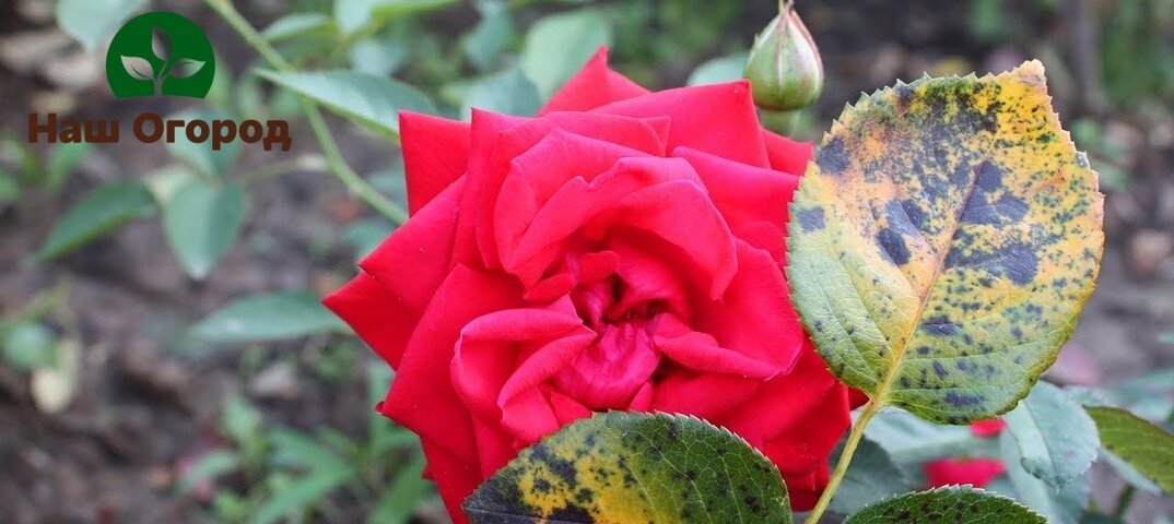 Уберегите ваши розы, все получится у вас.