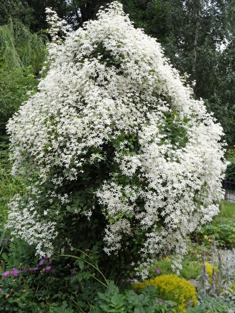 Каталог Clematis (Клематис Белый) семена от магазина ThFlora