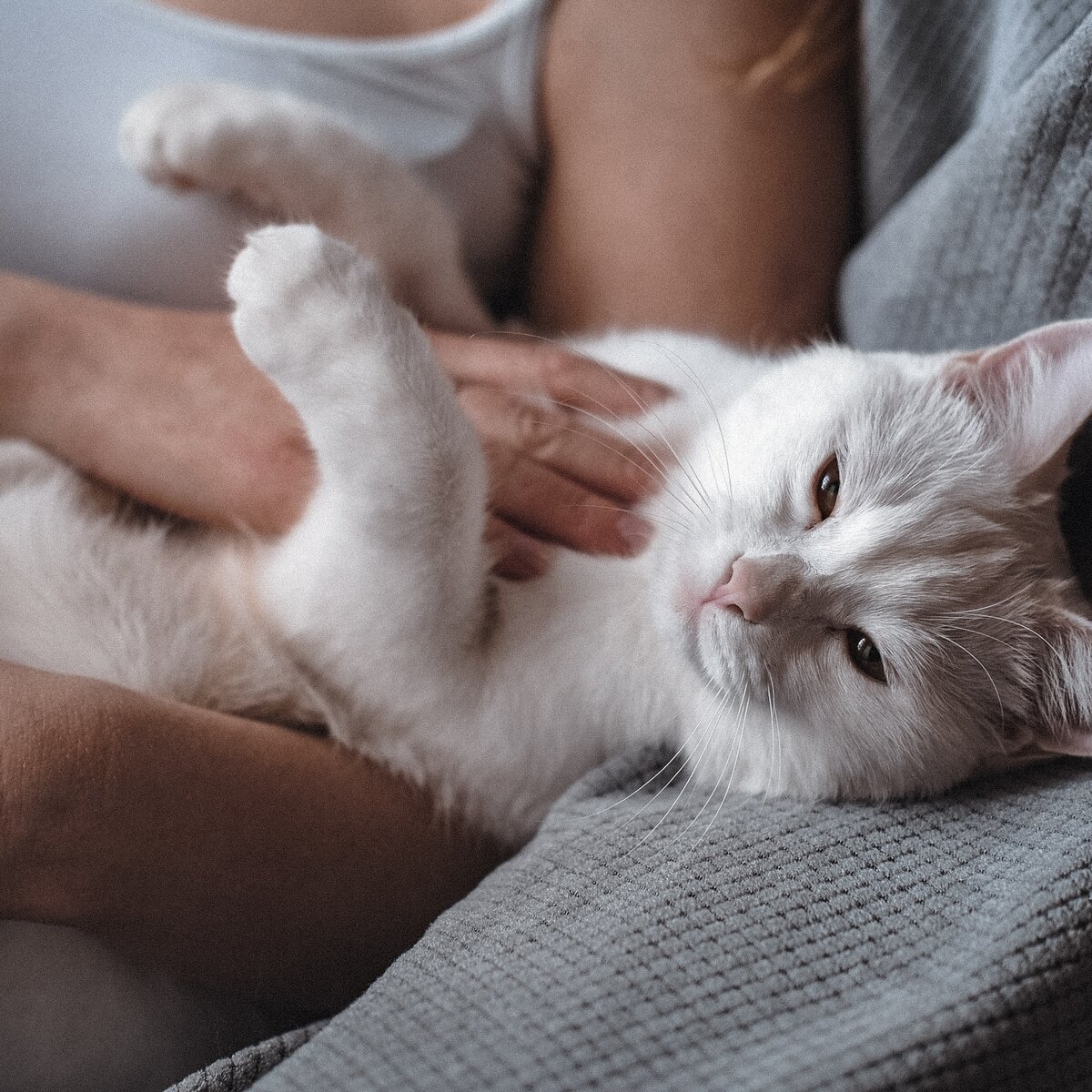 Моя сладкая Моана