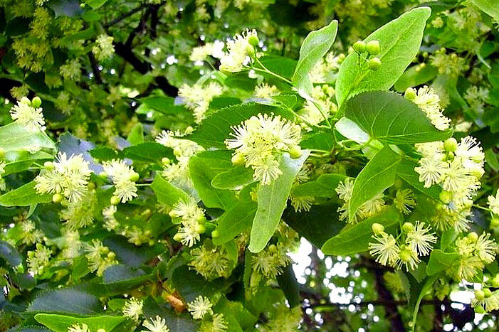 Вот прям такие ветки с цветочками придают венику шикарный аромат