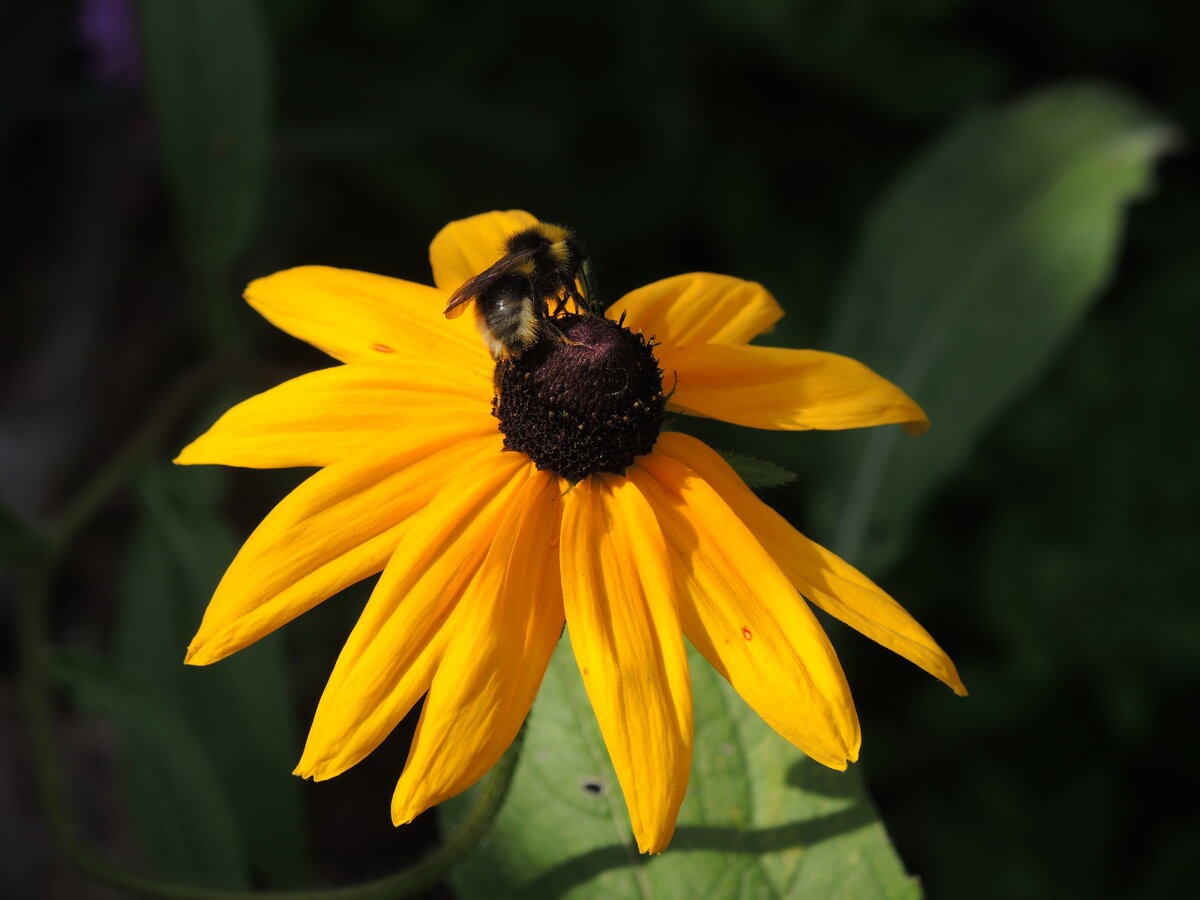 Рудбекия Rudbeckia Flamenco Yellow