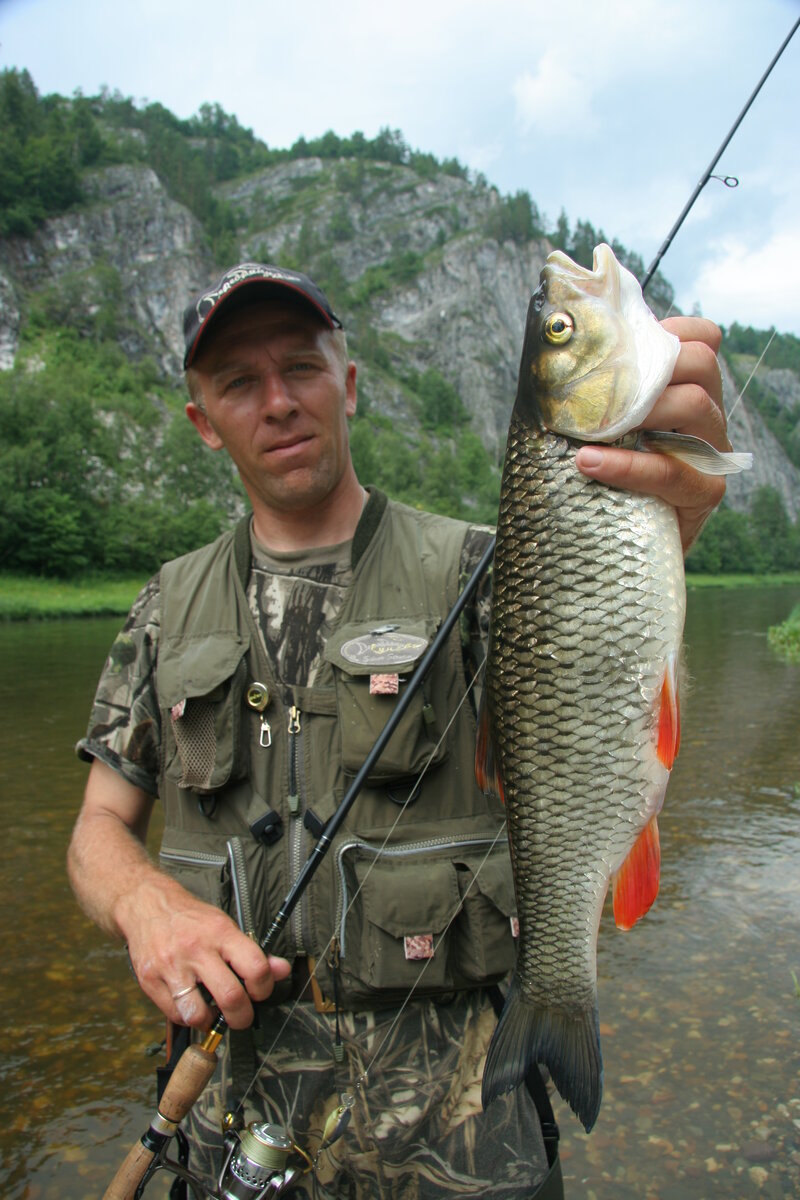 Олег Макаров, эксперт фирмы Серебряный ручей. Река Белая на Южном Урале один из необычайно интересных водоемов. Уникальность этой реки состоит в том, что в ее водах одновременно обитают рыбы средней полосы и обитатели сибирских вод. Трудно себе представить, но в реке уживаются сом и таймень, судак и сиг, хариус и голавль. Примечательно, что голавль здесь исключительно трофей ультралайтовой снасти. Река белая исторически является водным туристическим маршрутом. И большой прессинг туристов сделал крупного голавля необычайно осторожным. Достаточно специфична и тактика ловли. Голавль в основном прячется, за крупными валунами, упавшими со скал. Воблер забрасывается вверх по течению, леску струя воды вытягивает дугой и воблер движется вниз по течению. Затем петля заканчивается и воблер развернувшись и усилив игру начинает путь против течения. Как правило, именно в момент разворота, притаившийся за камушком голавль, и атакует приманку.      Олег применяет спиннинг Тайфун 2.4 метра с тестом 2-14 гр, в качестве катушки применена экспериментальная катушка Цунами профессионал и новая плетенка  NEO line диаметром 0.04 мм. В качестве приманок испытывались новые воблеры из серии SSV. 
