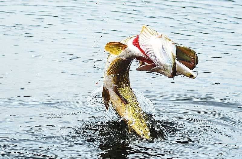 Щука делает свечку.