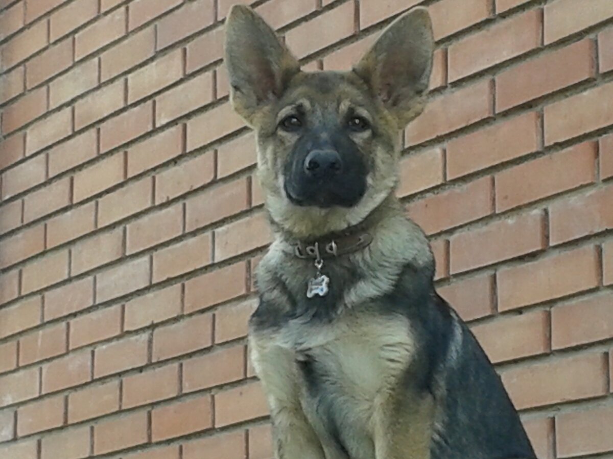 Звать Ричард, наш пёс. 