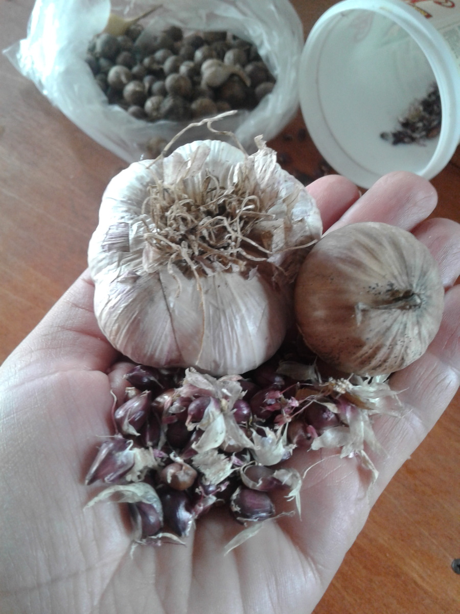 Три вида посадочного материала 