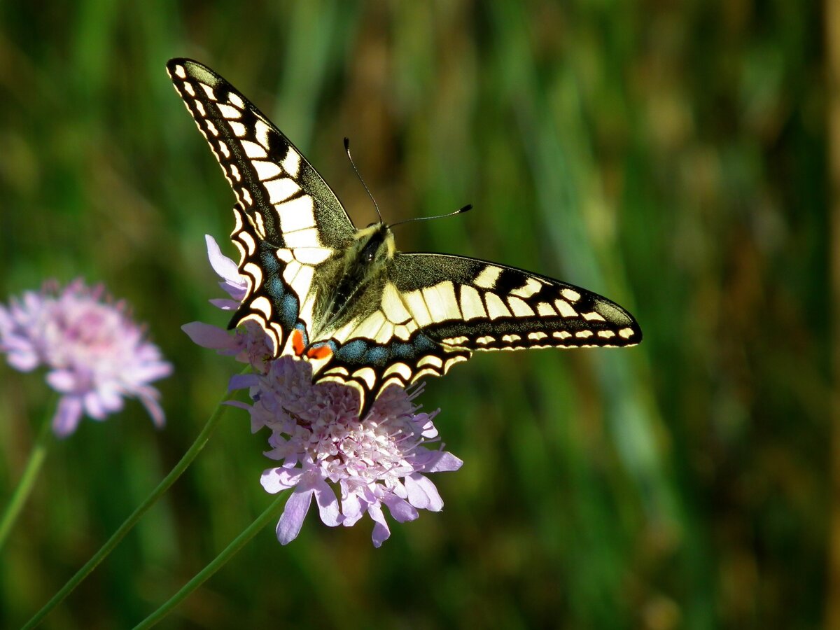 https://www.pexels.com/ru-ru/photo/325967/_animal-beautiful-bloom-325967 