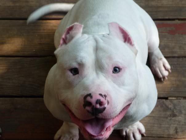 Милота! Но этих хитрых манипуляторов все равно нужно приучать к послушанию