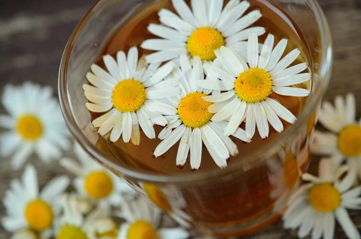 https://pixabay.com/photos/chamomile-chamomile-blossoms-829220/