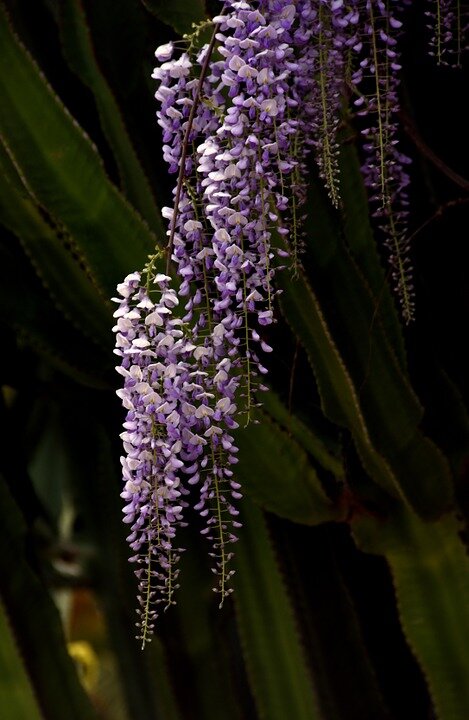 https://cdn.pixabay.com/photo/2015/04/07/15/47/glycine-711178_960_720.jpg