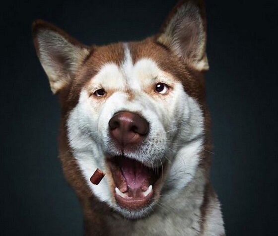 2) Акита-ину — самурай с душой ронина